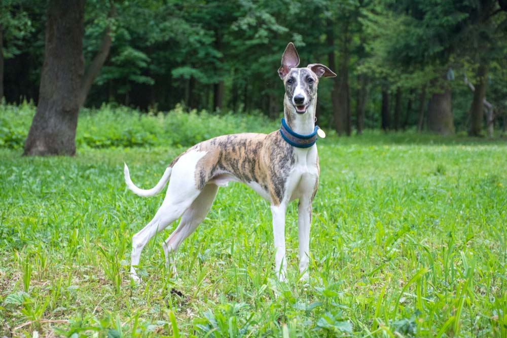 Colores pelaje galgo ingles