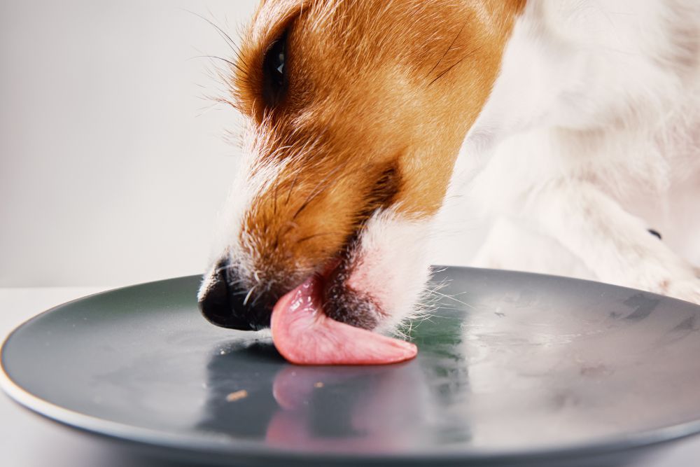 Cual es la cantidad adecuada de comida para mi perro