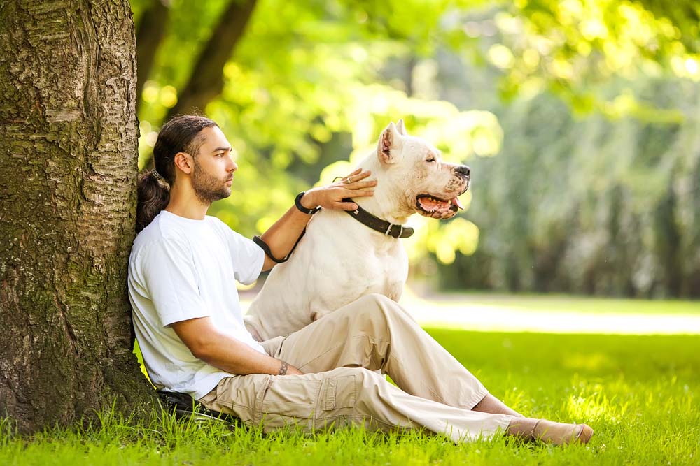 Dogo argentino