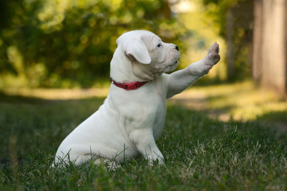 Dogo argentino