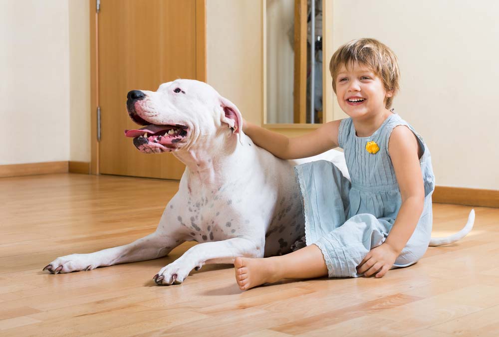 Dogo argentino caracter