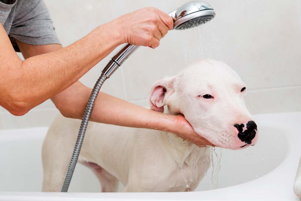 Dogo argentino cuidados