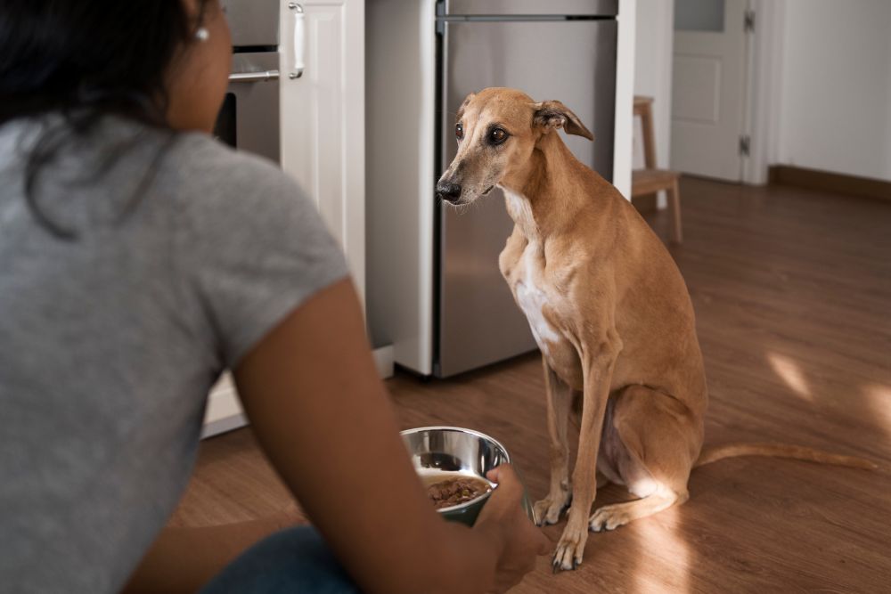 El caldo de huesos puede causar obesidad en los perros