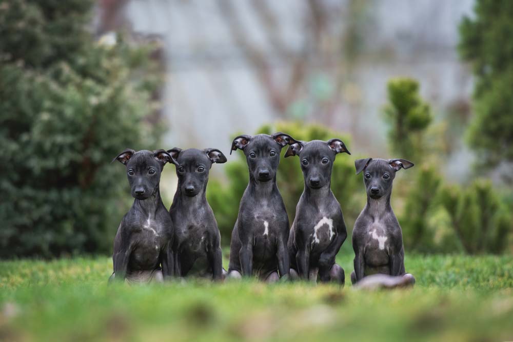 Galgo
