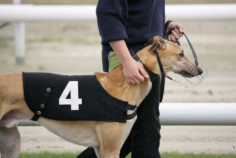 Galgo