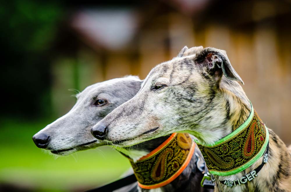 Galgo