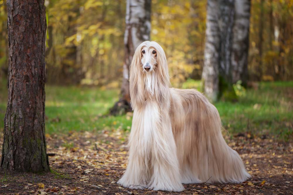 Galgo