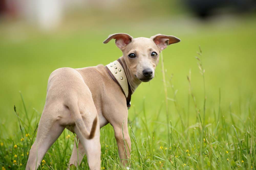 Galgo Cachorro