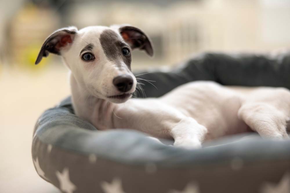 Galgo Cachorro