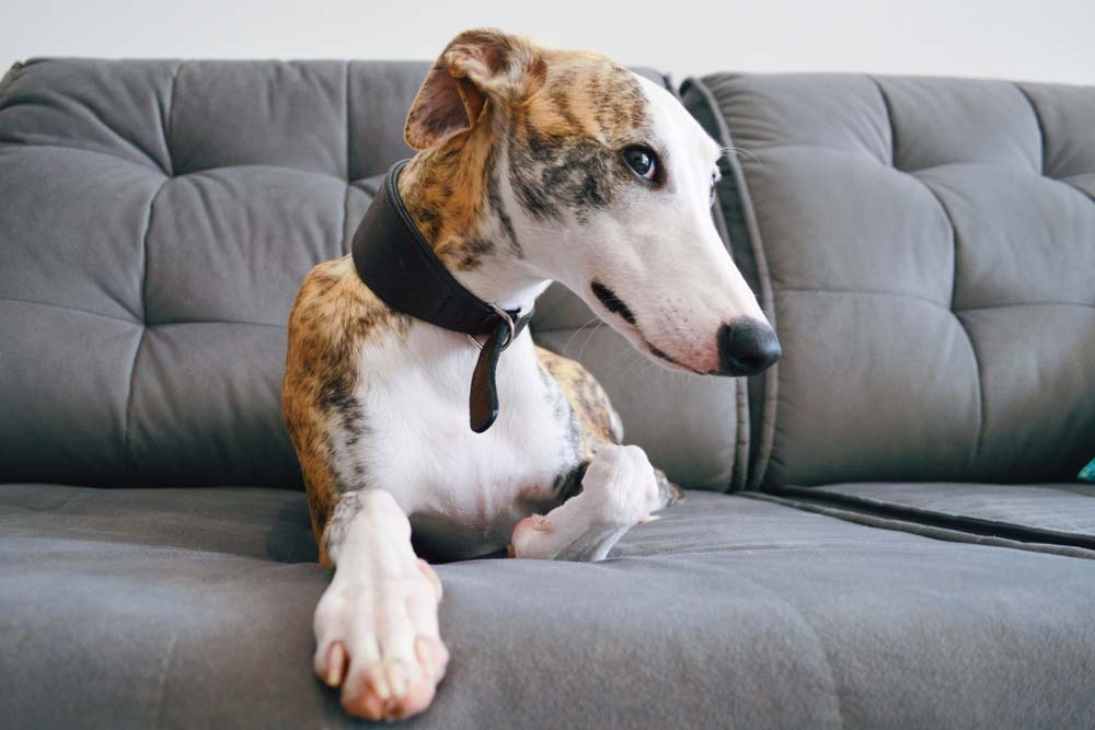 Galgo Cachorro