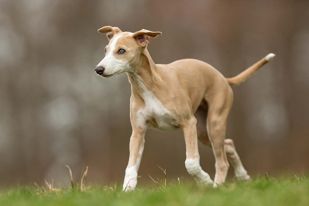 Galgo Cachorro