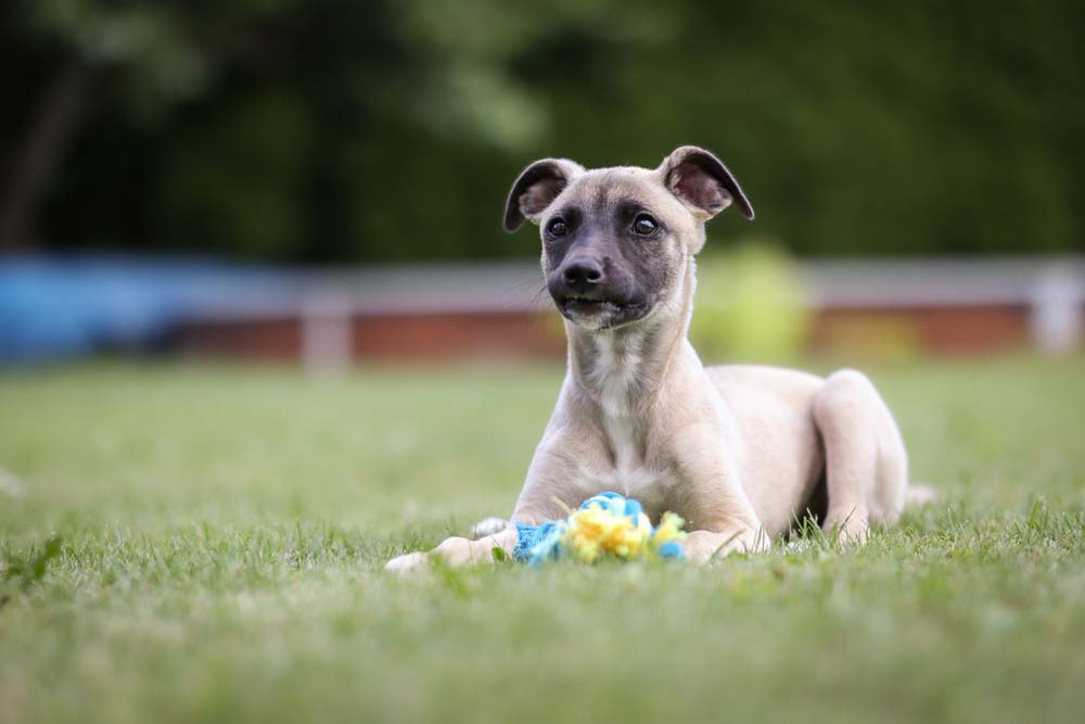 Galgo Cachorro