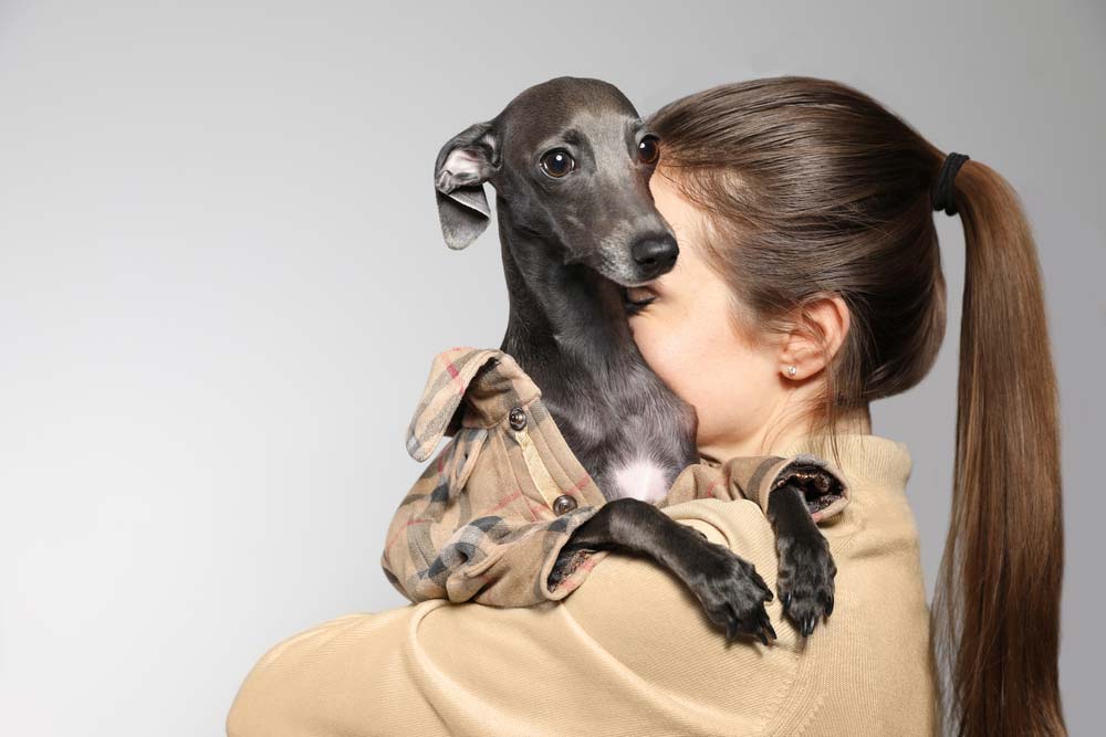 Galgo Cachorro