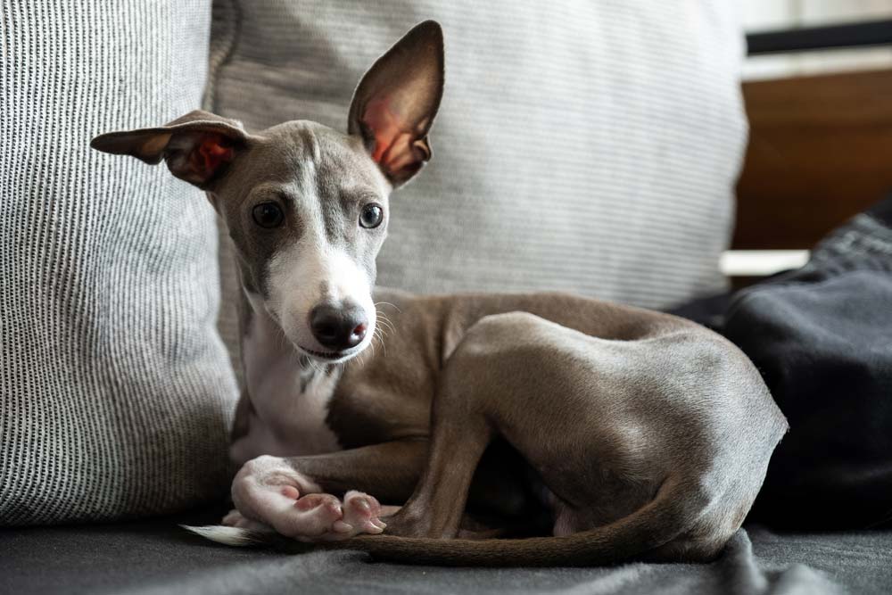 Galgo Cachorro