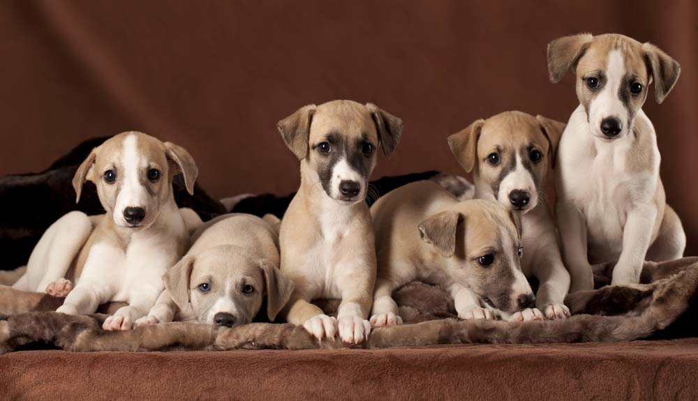 Galgo Cachorro