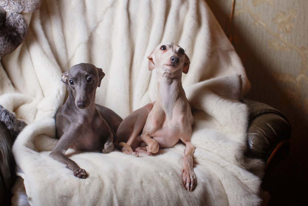 Galgo Cachorro