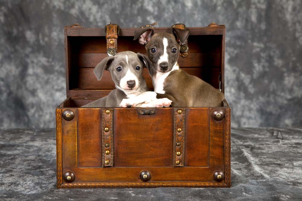 Galgo Cachorro