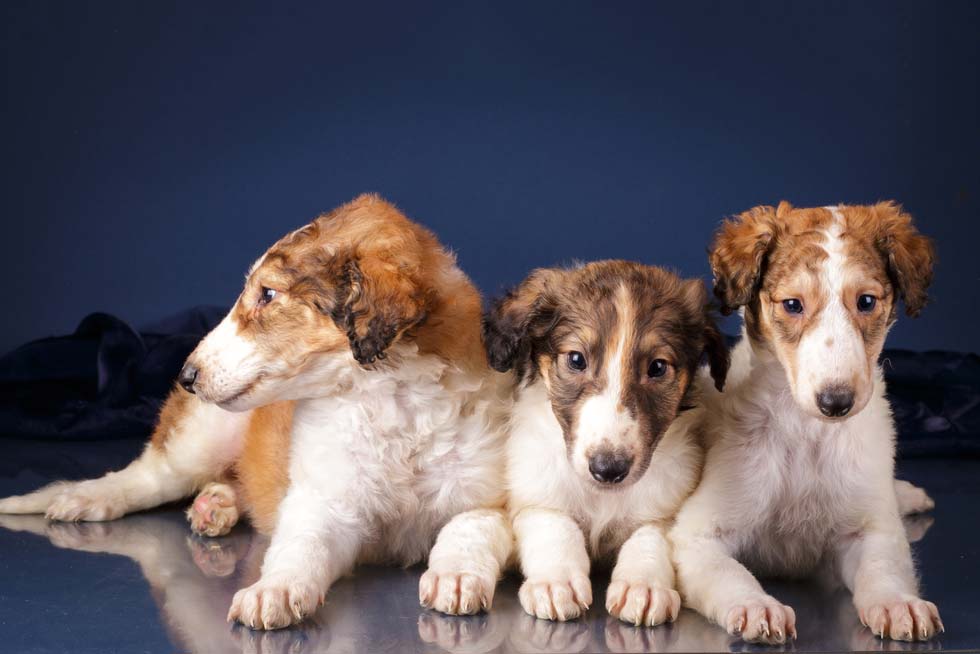 Galgo Cachorro