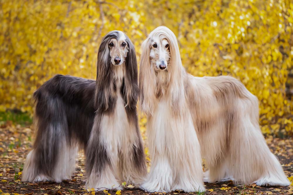 Galgo afgano