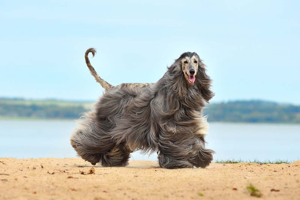 Galgo afgano