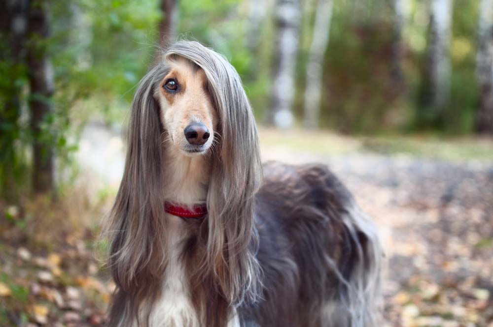 Galgo afgano