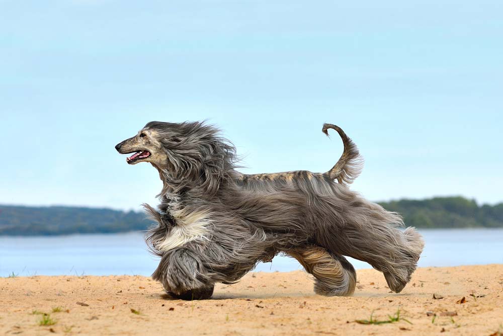 Galgo afgano corre