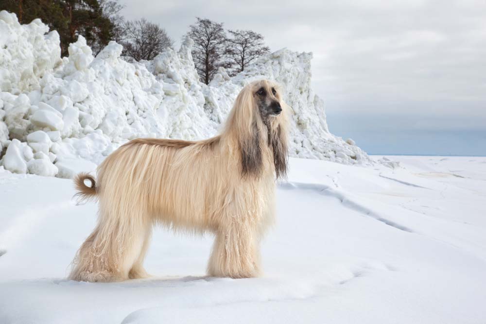 Galgo afgano nieve