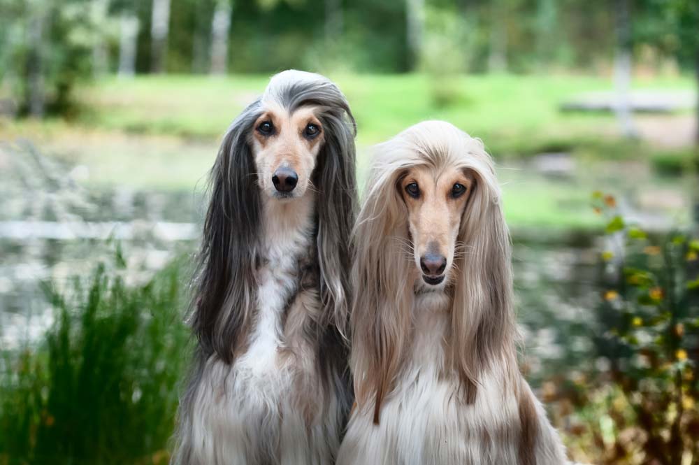 Galgo afgano