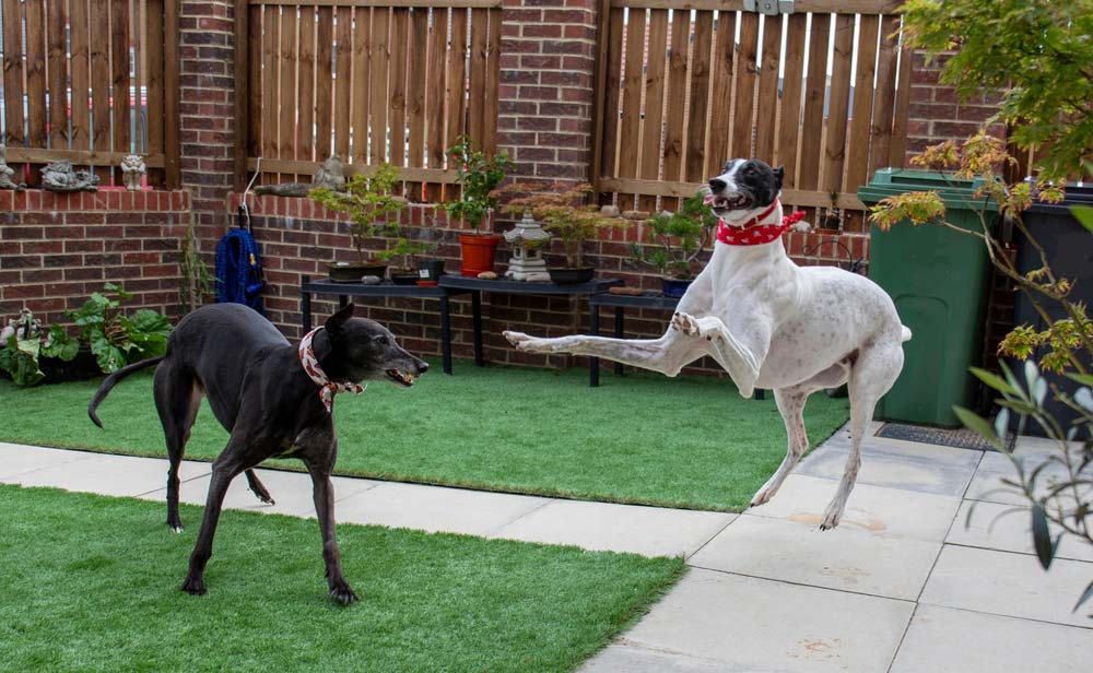 Galgo australiano
