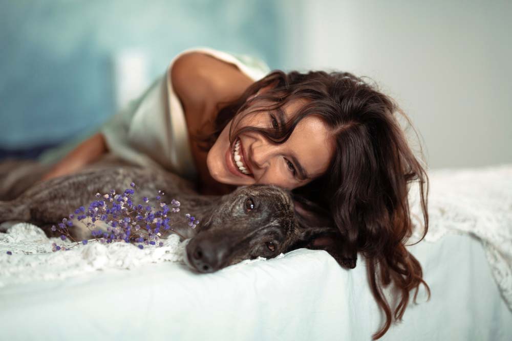 Galgo australiano carinioso