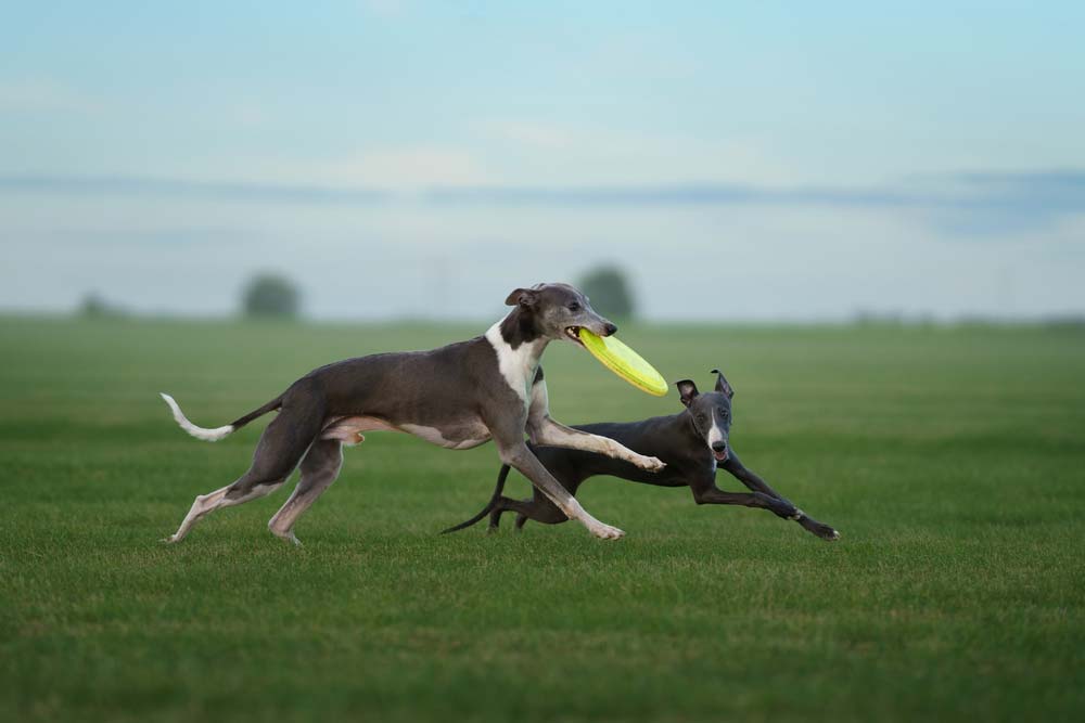 Galgo australiano ejercicio