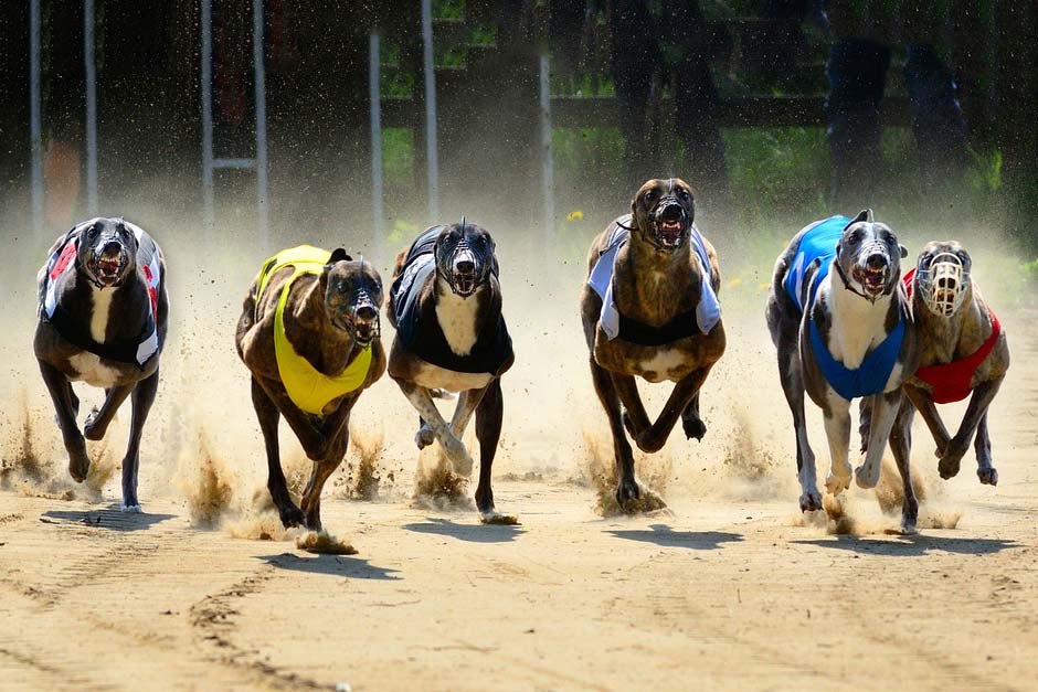 Galgo carreras