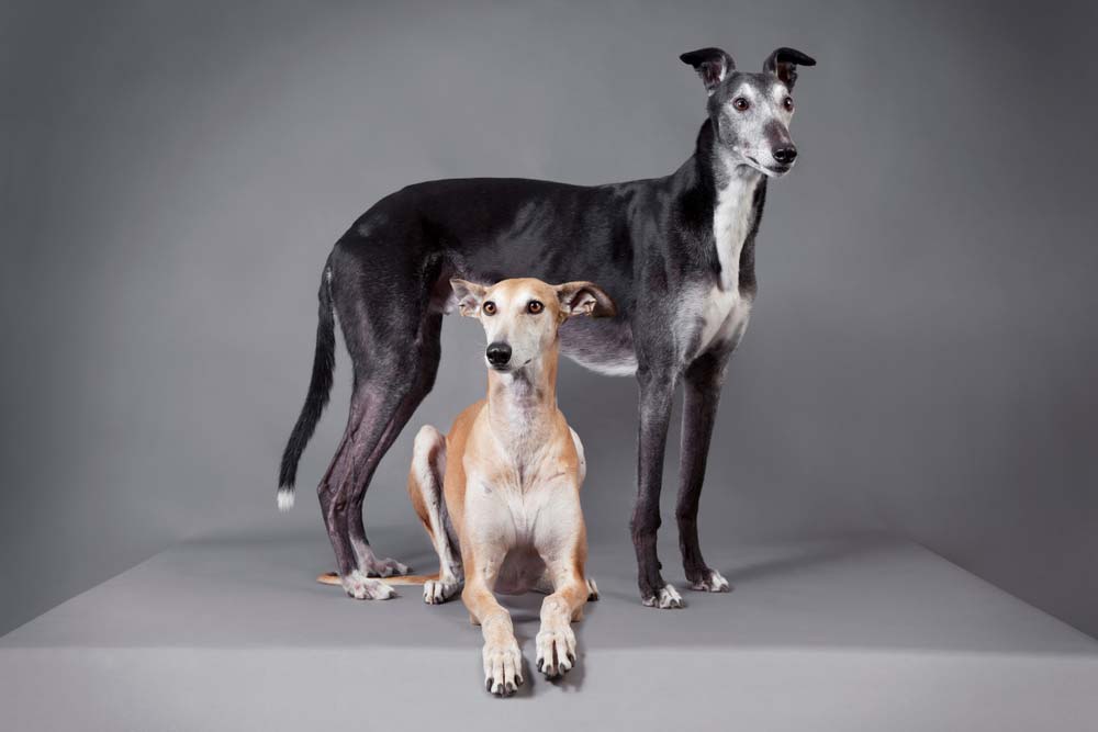 Galgo colores