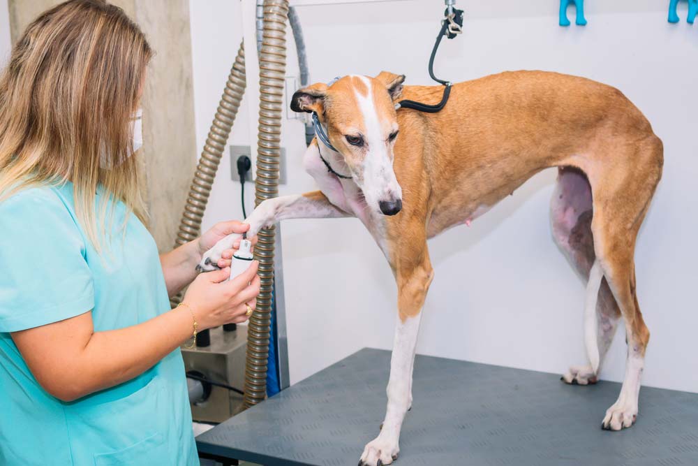 Galgo enfermedades