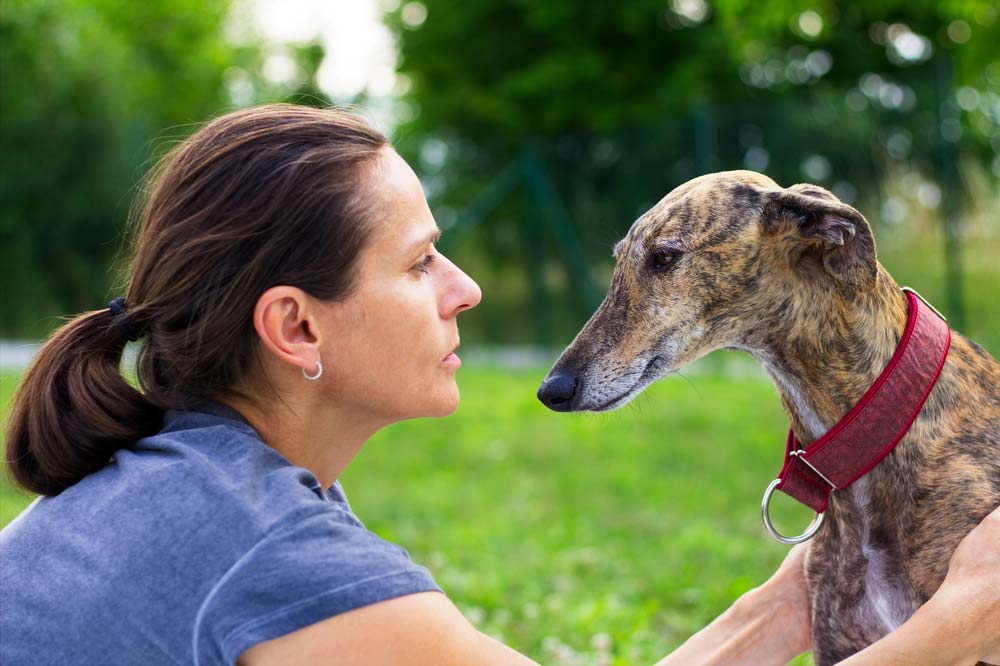 Galgo espanol