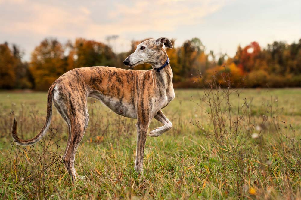 Galgo espanol
