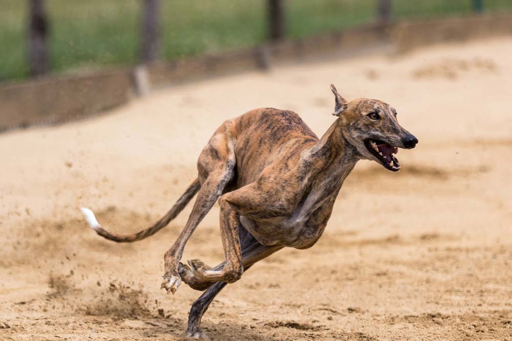 Galgo espanol