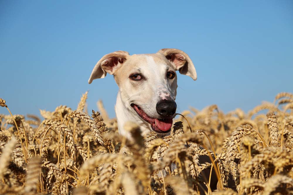 Galgo espanol