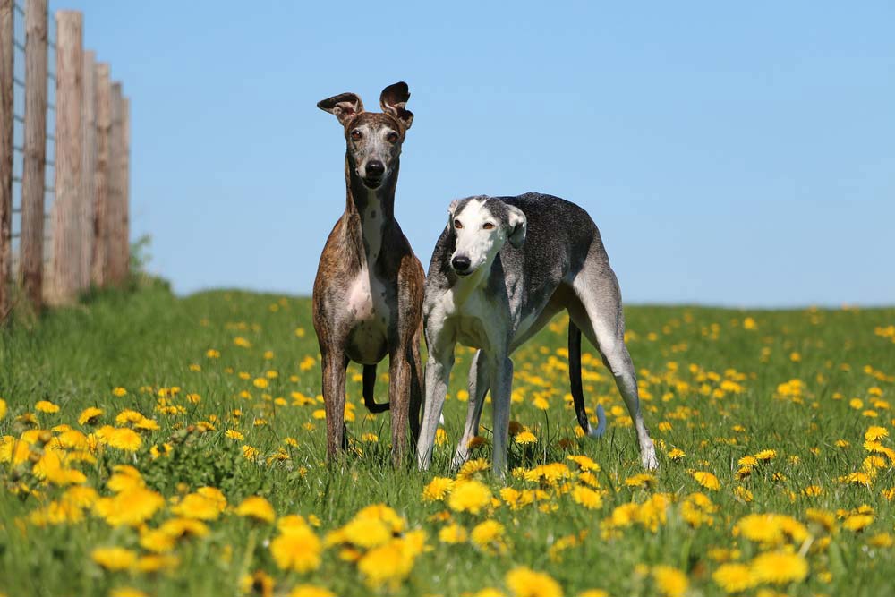Galgo espanol