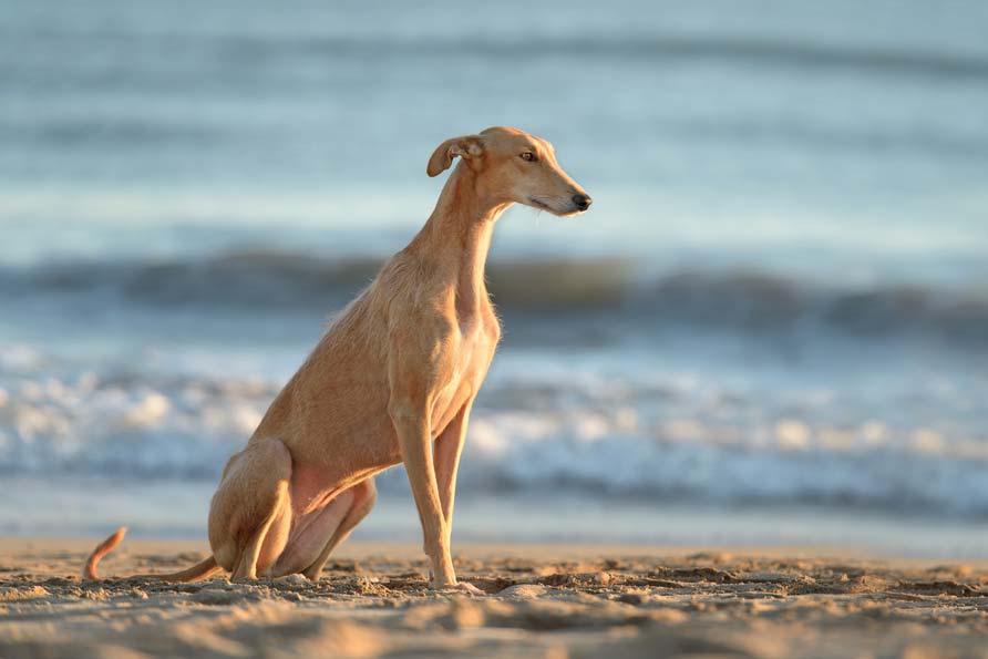 Galgo espanol