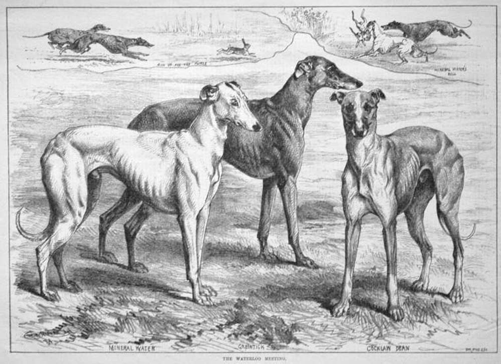 Galgo ingles gapsa org au