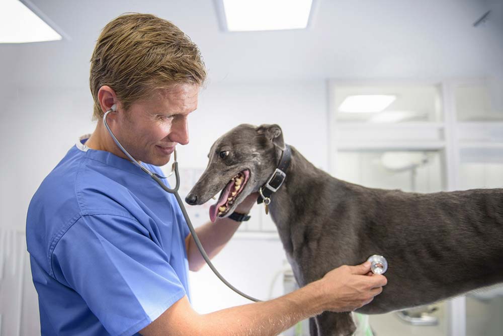 Galgo ingles salud