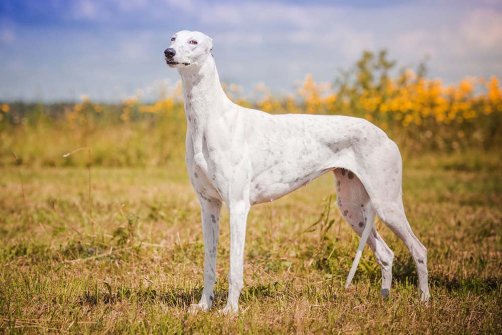 Galgo ingles