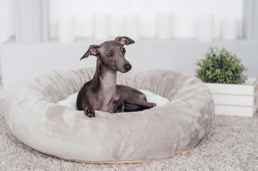 Galgo italiano curiosidades