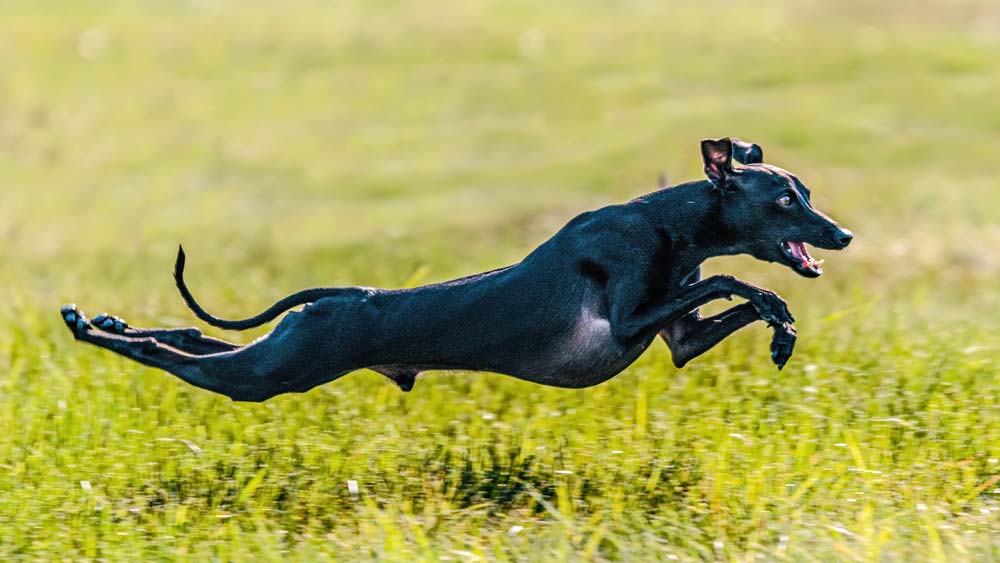 Galgo italiano ejercicio