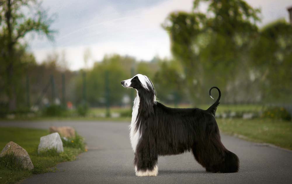 Galgo pelaje