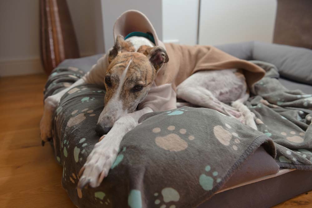 Galgo personalidad
