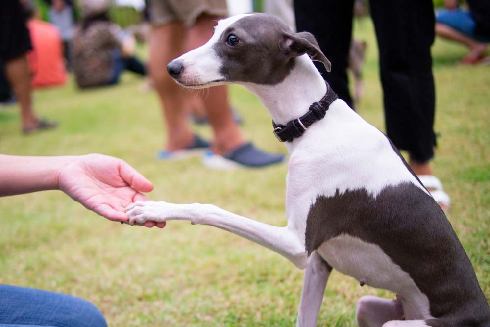 Galgo refuerzo positivo