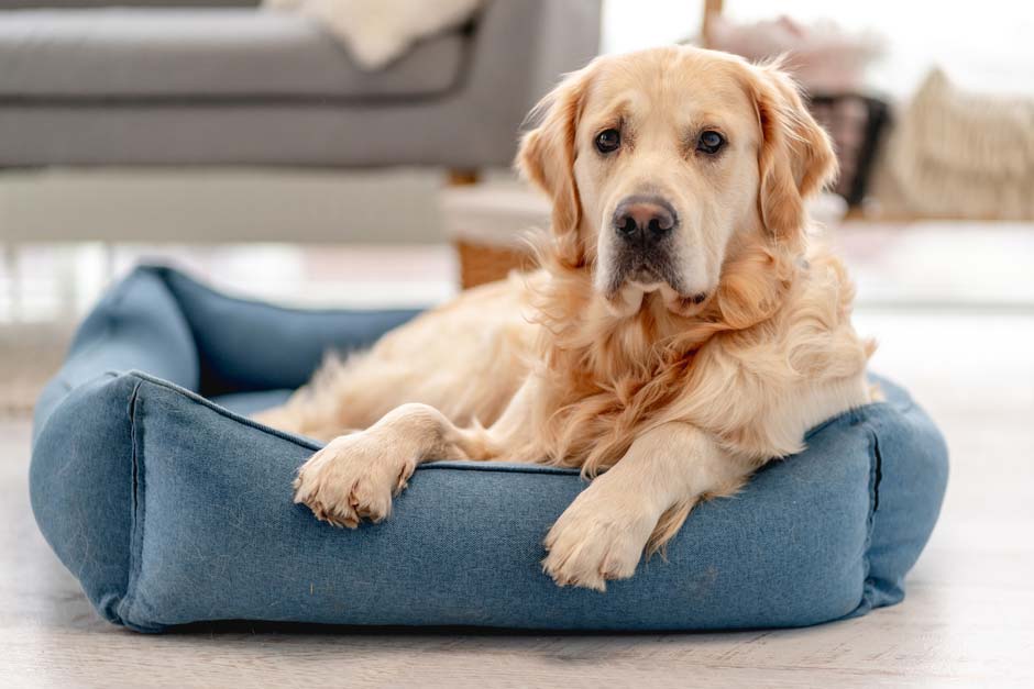 Golden retriever