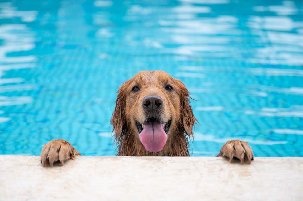 Golden retriever